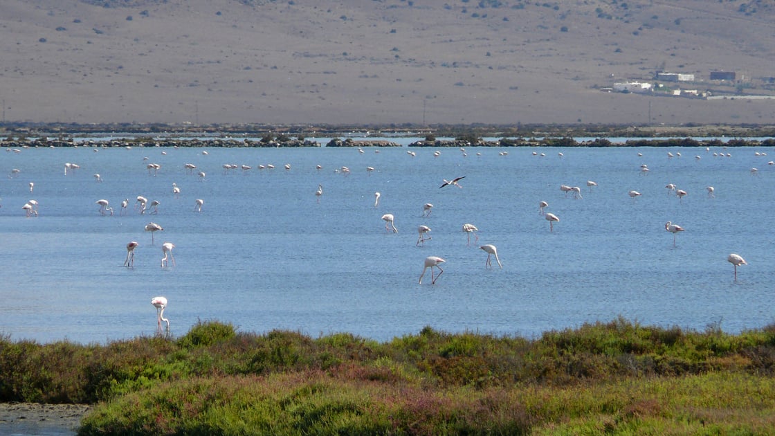 Flamingos in Las Salinas, Cabo de Gata | Picture: Gutifoll, Flickr