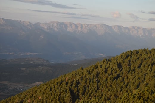 Forest in Cerdanya. Photo: José Luis Ordóñez.