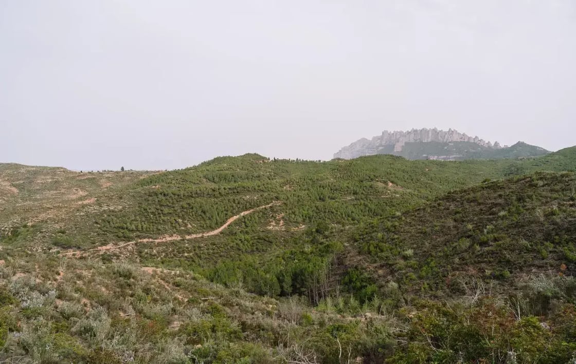Landscape affected by the fire in Vall d'Òdena in 2015 next to Montserrat. Image: Galdric Mossoll