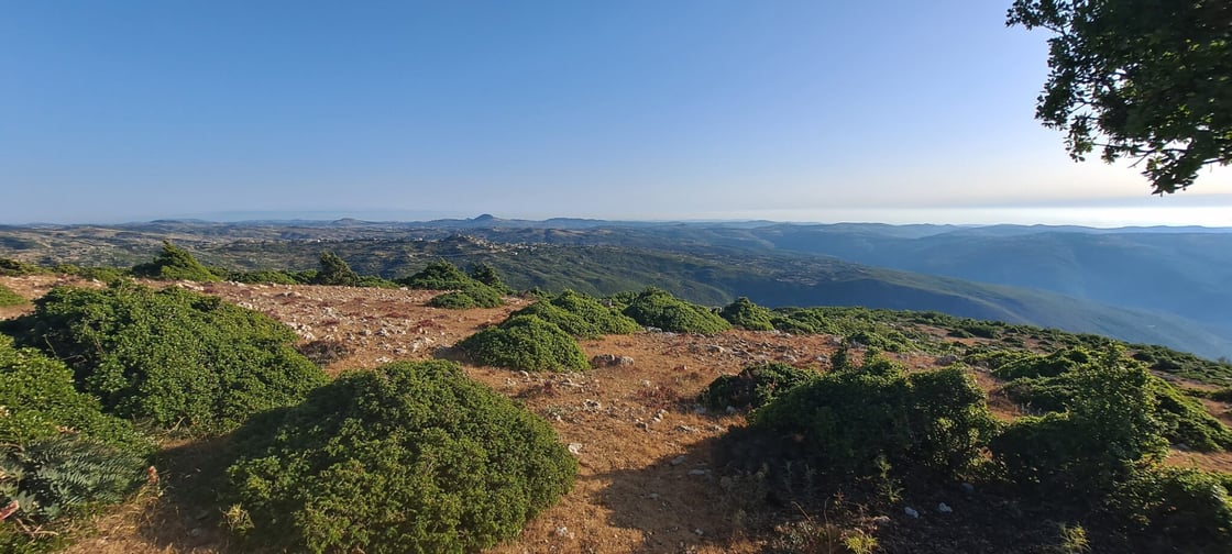 Juniper shrubland in Tartus Syria Image Angham Daiyoub